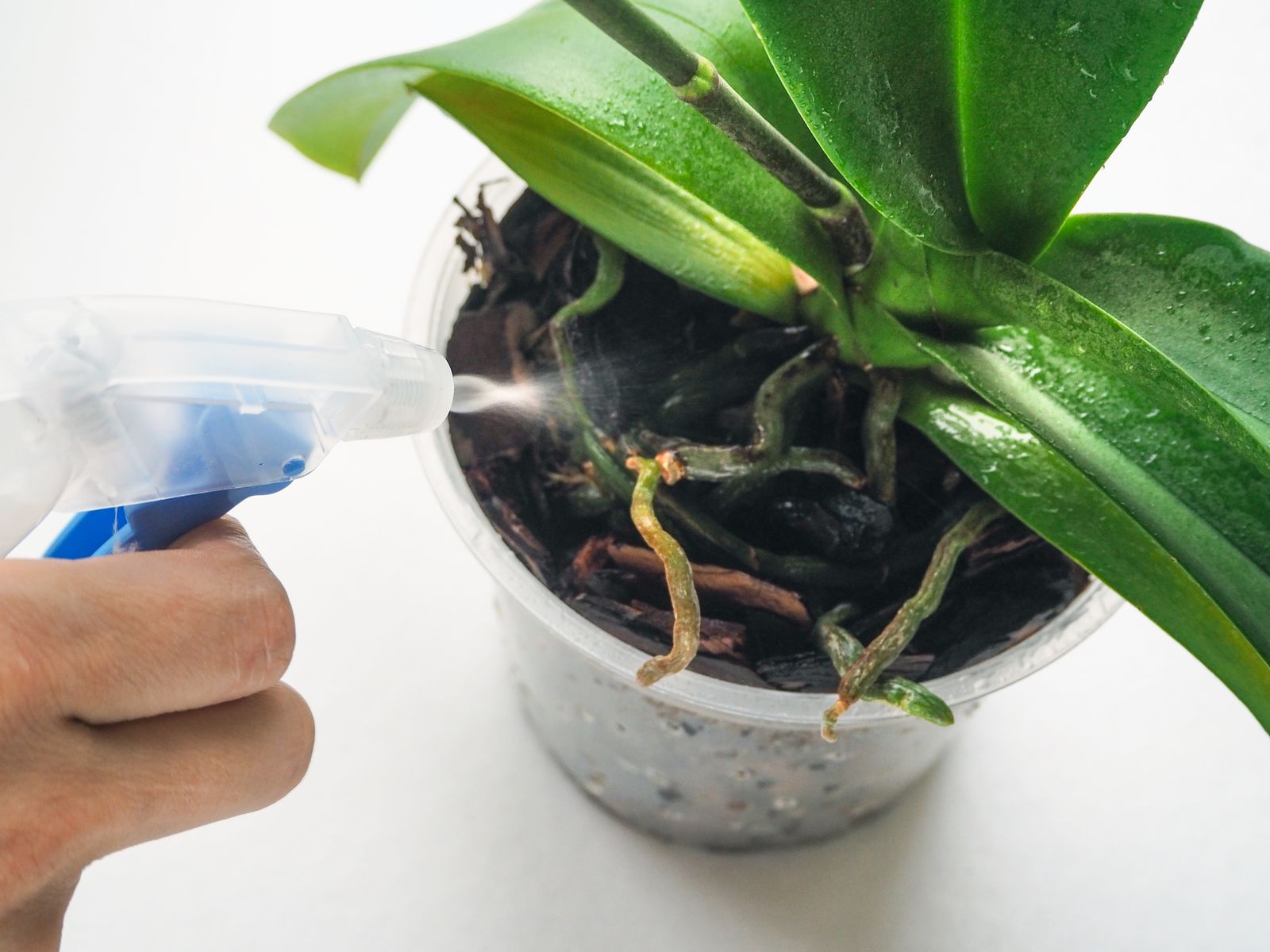 Brauchen Orchideen Sonnenlicht? Wie viel sie tatsächlich brauchen, um zu gedeihen